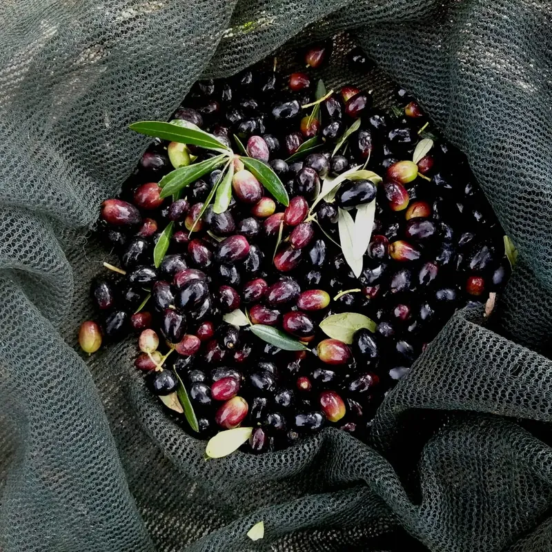 Olive appena raccolte nella rete, pronte per il frantoio