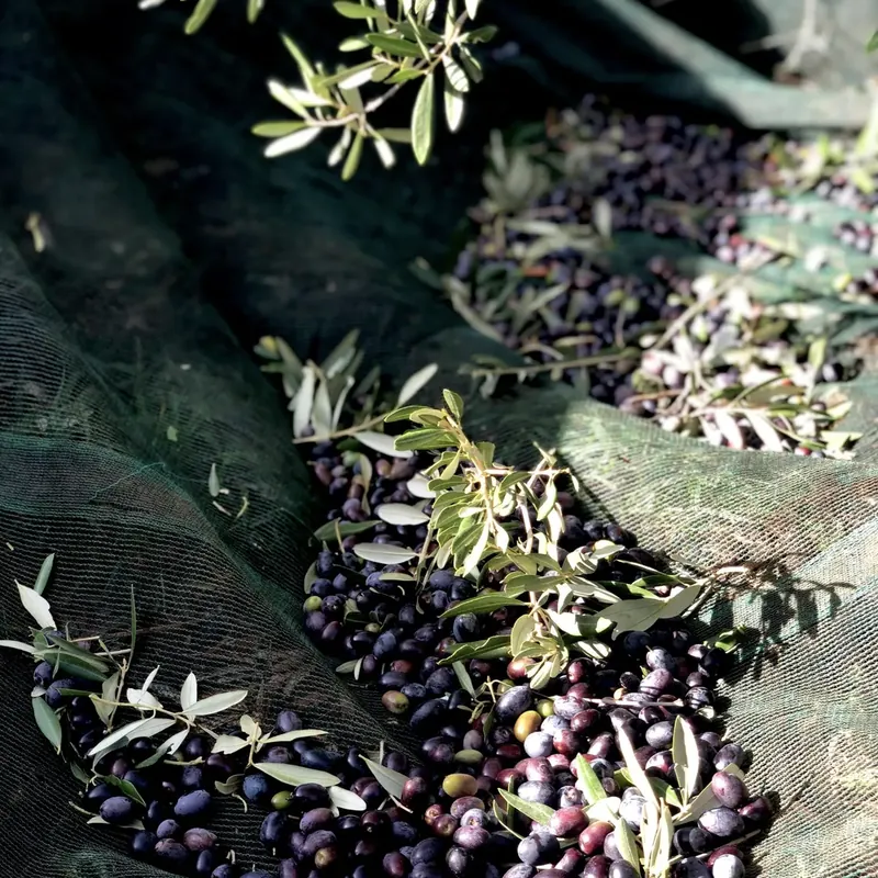 La raccolta delle olive sotto gli alberi della Tenuta Ingegna