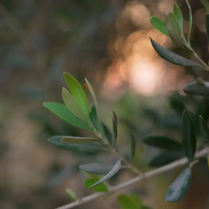 Rami di ulivo nella luce dorata del tramonto
