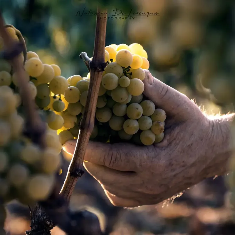 Grappolo di uva bianca appena colto in vigna