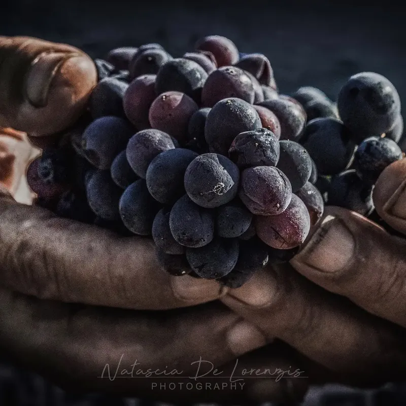 Grappolo di uva nera tra le mani del produttore
