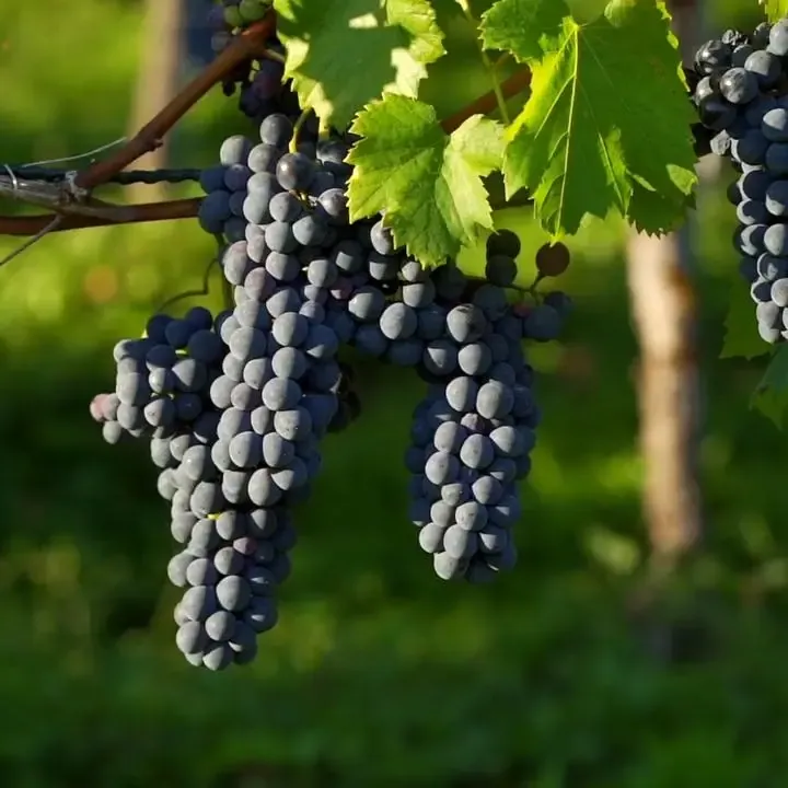 Grappoli d'uva nera nel vigneto della tenuta