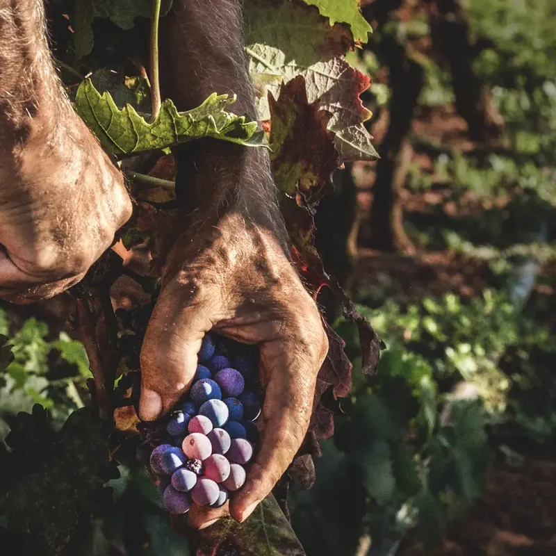 Mani che raccolgono l'uva durante la vendemmia in tenuta